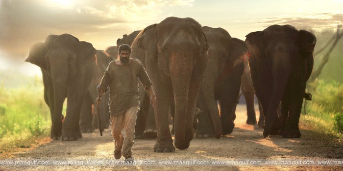 'అరణ్య' కోసం 30 కిలోల బరువు తగ్గిన రానా!